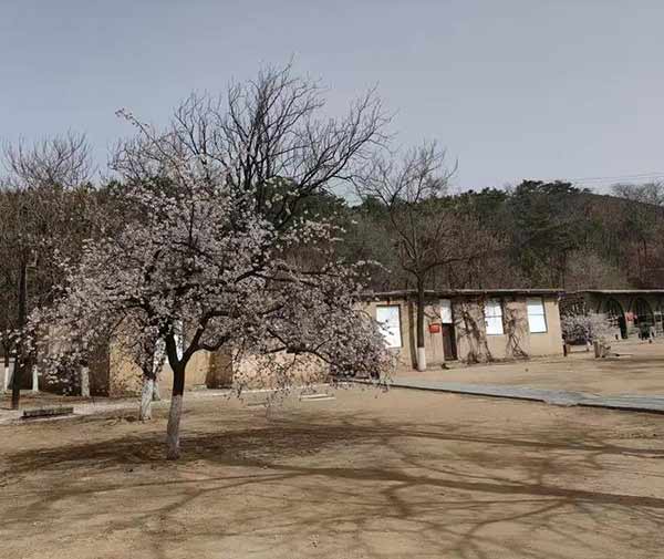 西柏坡红色教育培训：解锁党建培训与干部成长密码